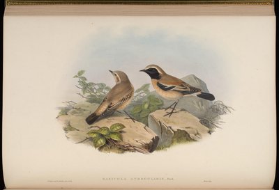 Saxicola atrogularis = Oenanthe deserti by John Gould